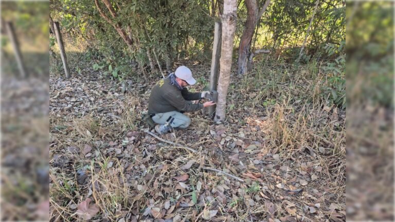 Caçada à onça que matou bezerros continua, e tensão em chácaras cresce