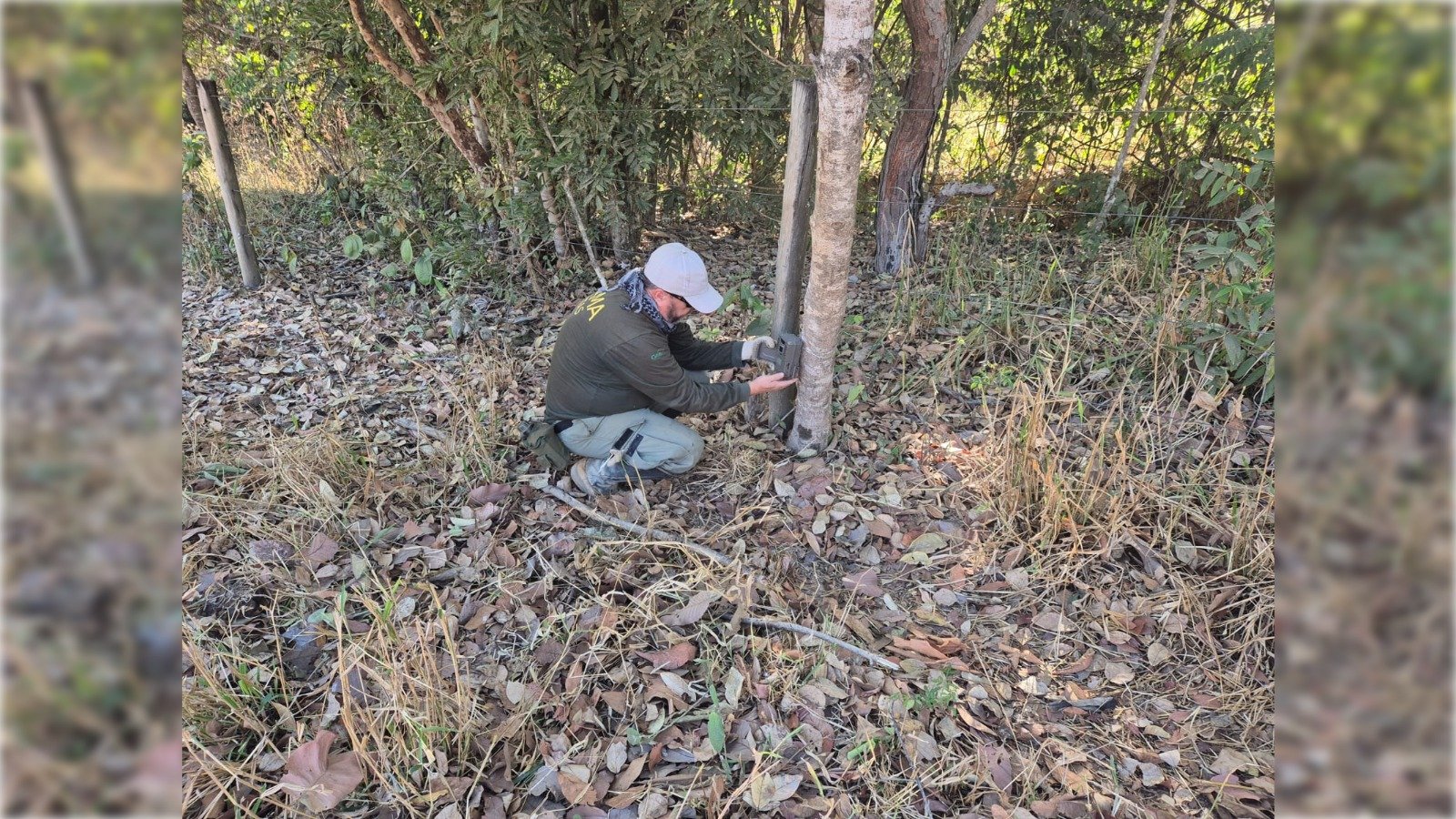 Caçada à onça que matou bezerros continua, e tensão em chácaras cresce