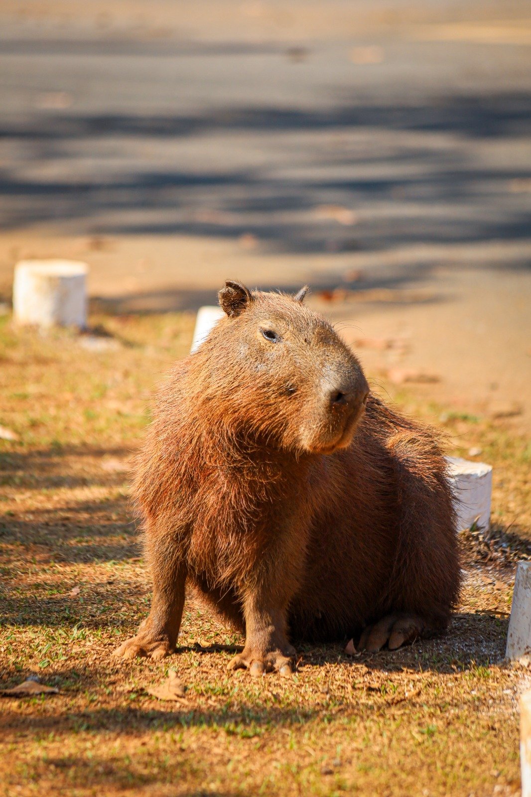 Capivaras do DF passam a ser acompanhadas por cientistas