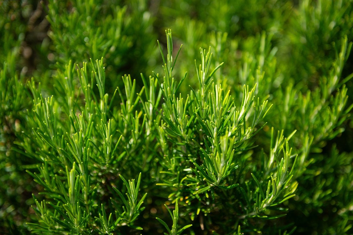 Chá anti-inflamatório ajuda a melhorar a memória e auxilia na digestão
