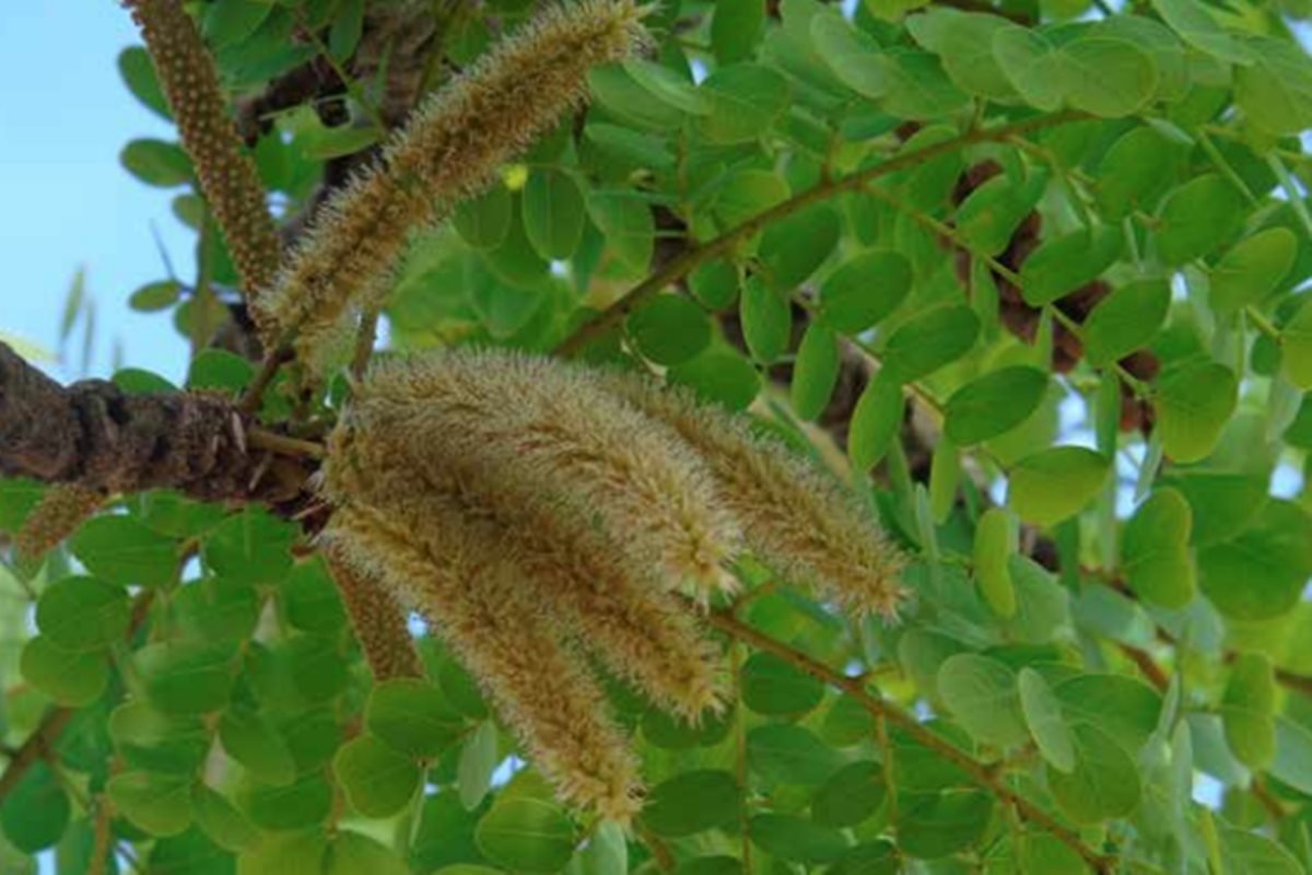 Chá anti-inflamatório melhora cicatrização e ajuda na higiene íntima