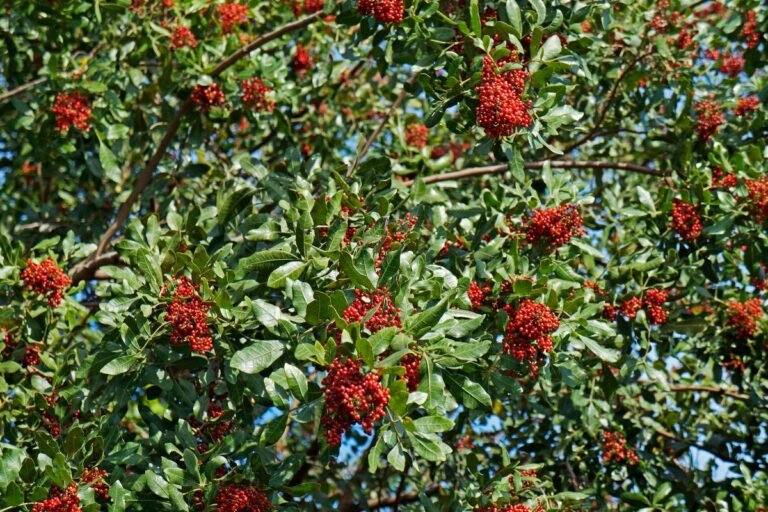 Chá anti-inflamatório tem efeito cicatrizante e alivia dores no corpo