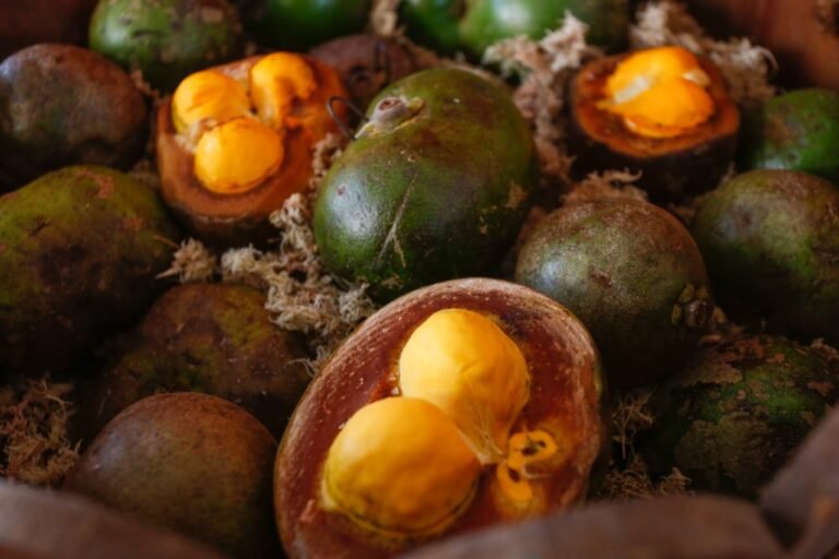 Pequi: o “ouro do Cerrado” que pode proteger rins, coração e fígado