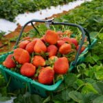 Tecnologia e dedicação fazem de produtor de Brazlândia uma referência no cultivo de morangos