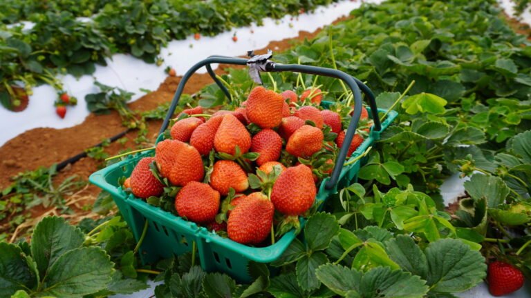 Tecnologia e dedicação fazem de produtor de Brazlândia uma referência no cultivo de morangos