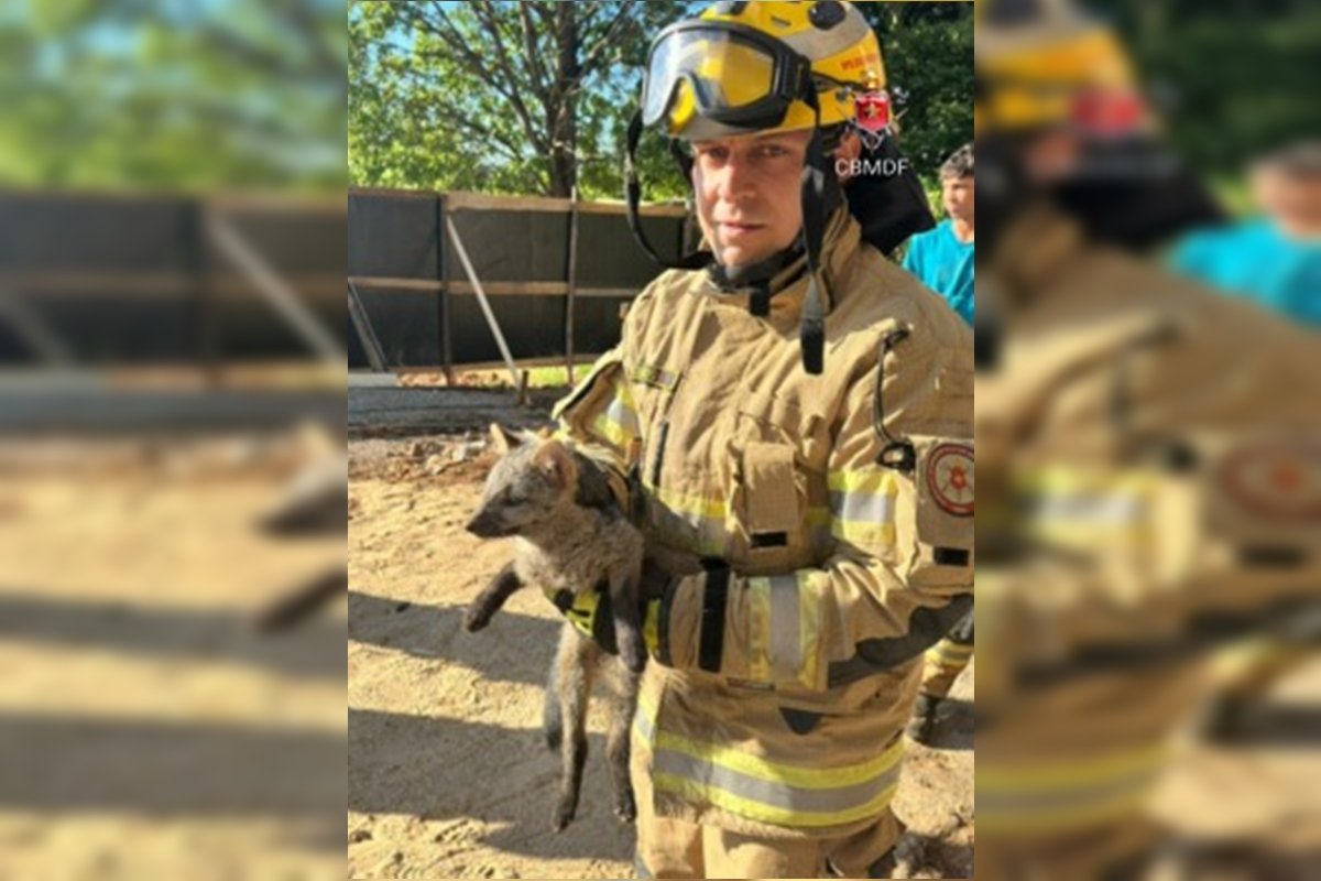 Cachorro-do-mato é resgatado dentro de tubulação em casa no DF