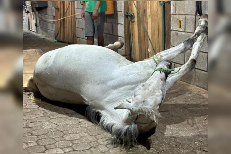 Égua morre eletrocutada em haras do DF; tutora denuncia negligência