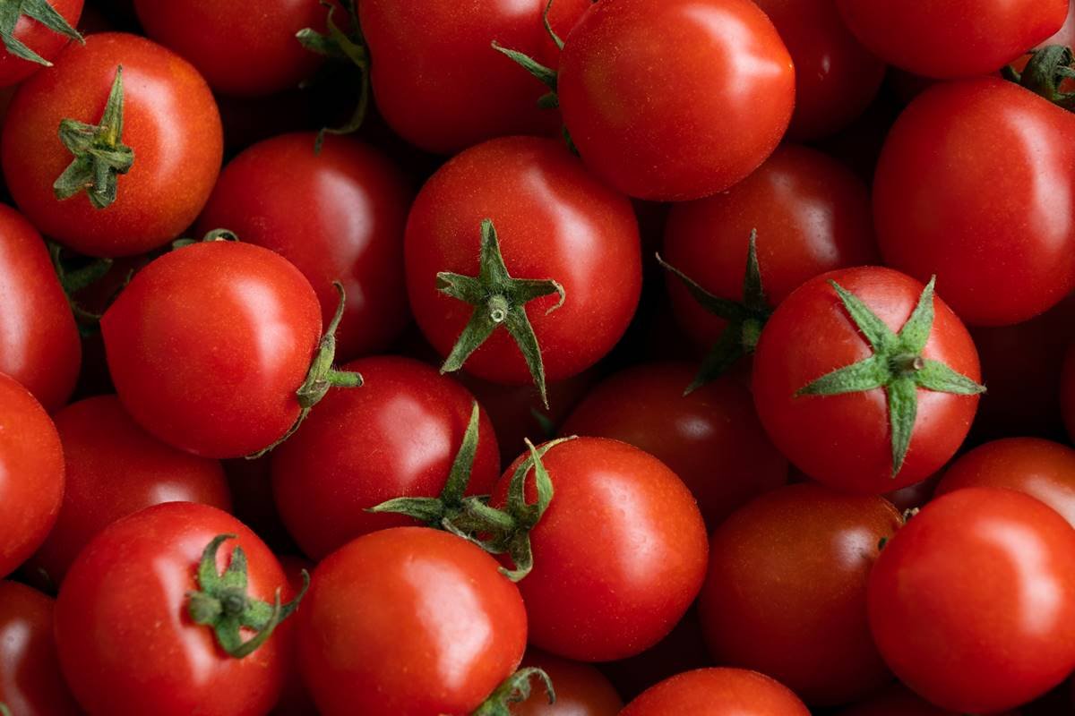Erro comum ao armazenar o tomate pode alterar sabor e textura