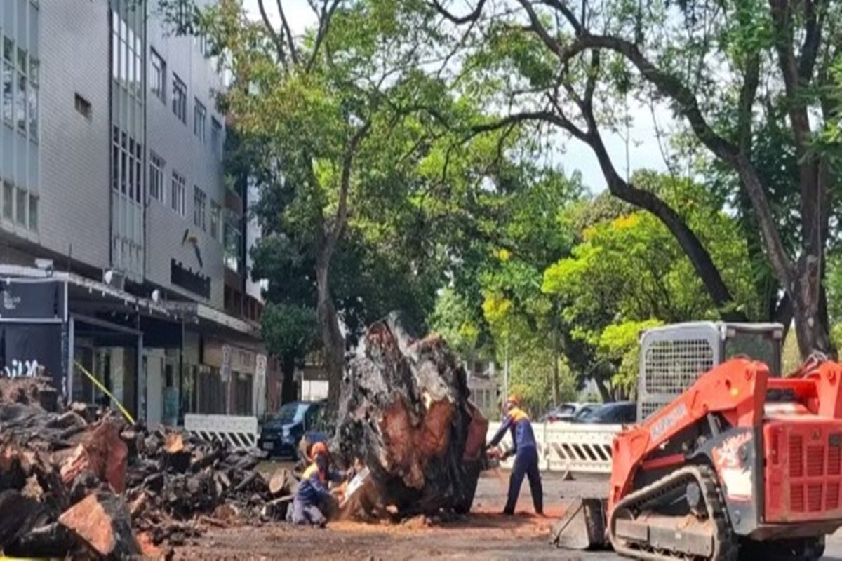 Gameleira histórica incendiada na Asa Norte é retirada