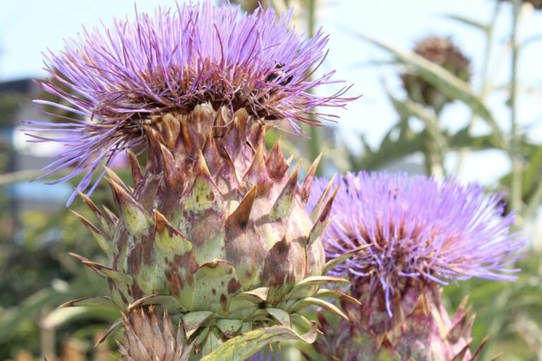 Gordura no fígado: chá anti-inflamatório pode ajudar a “limpar” órgão