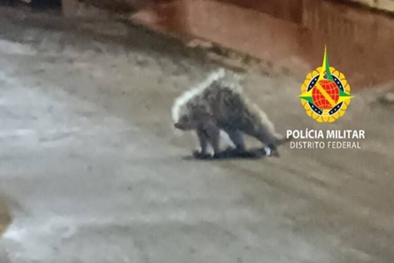 Polícia Militar resgata porco-espinho em área urbana de Ceilândia