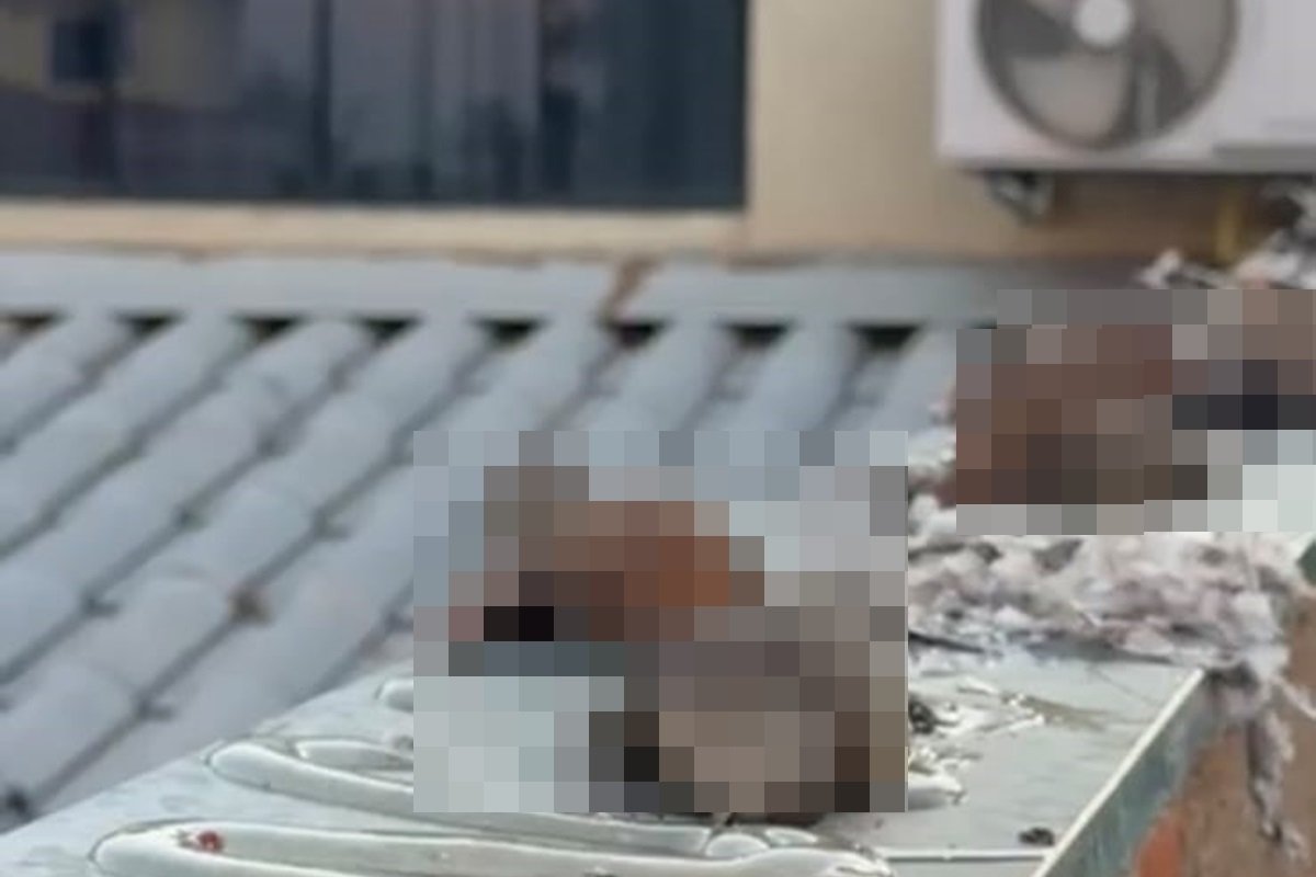 Polícia indicia dono de empresa suspeita de matar aves coladas em muro