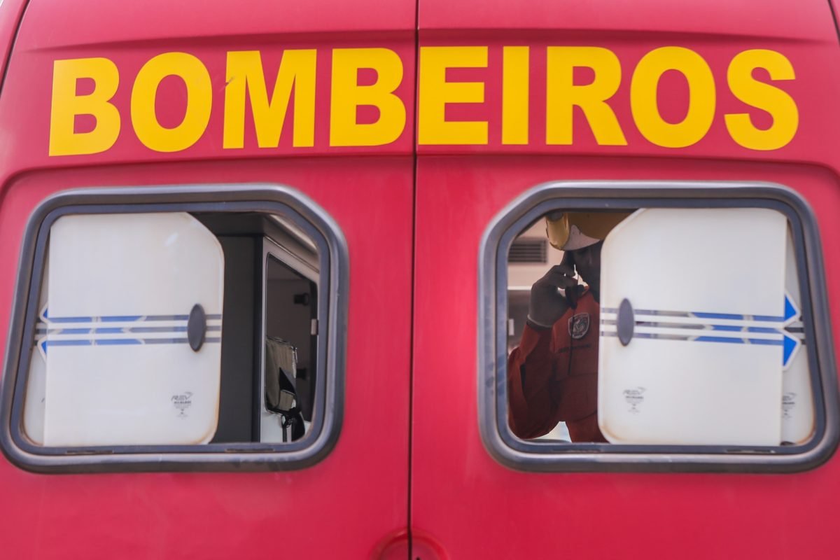 Três capivaras são encontradas mortas em via do DF