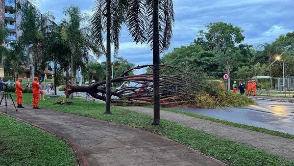 Árvore cai, derruba poste sobre carro e mulher fica presa em veículo