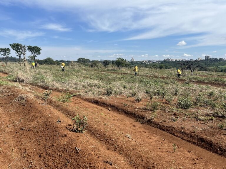 Parque Ecológico do Riacho Fundo inicia recomposição do Cerrado
