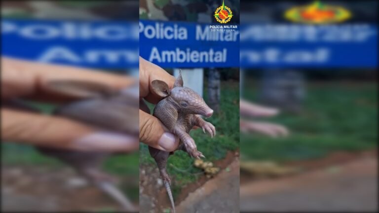 filhote de tatu é resgatado em mansão no Lago Sul