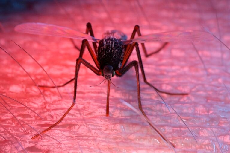 Anvisa publica registro de vacina contra a dengue do Butantan