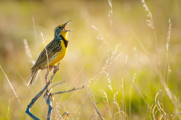 O canto dos pássaros relaxa o cérebro? Entenda o que acontece no órgão