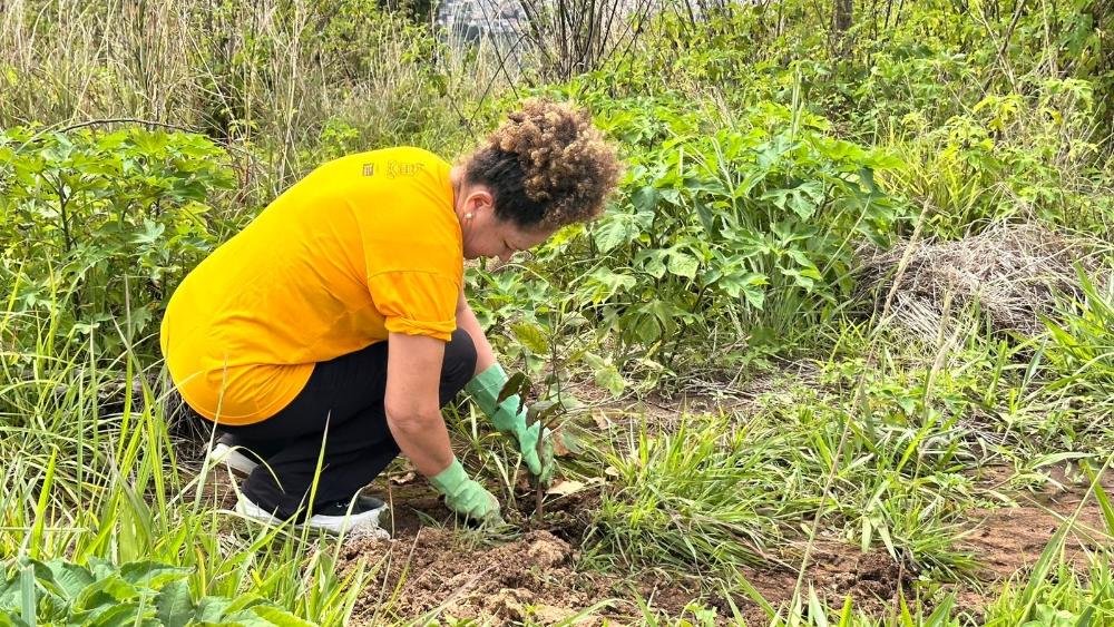 Plantio de 500 mudas transforma área do P Sul em novo corredor ecológico