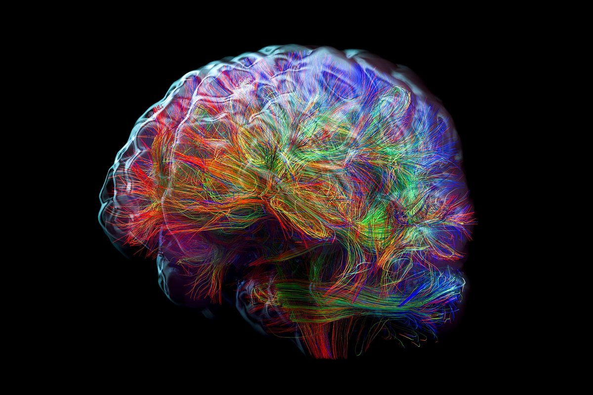 Seu cérebro para de se desenvolver aos 25 anos? Neurociência explica