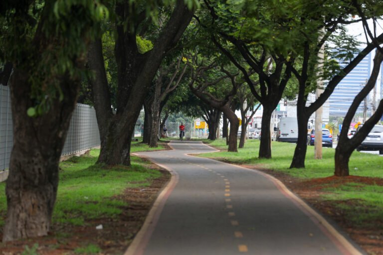 Lei cria política de arborização urbana com foco na redução das desigualdades ambientais no DF