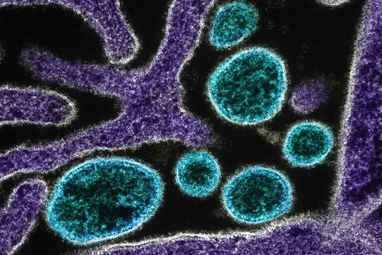 OMS considera baixo risco de disseminação do vírus Nipah além da Índia