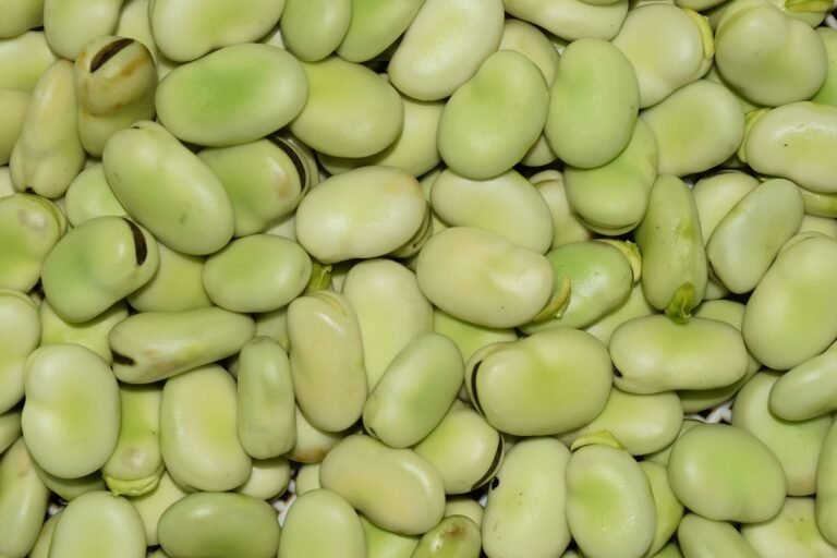 Proteína de fava pode ser opção ao whey protein no futuro