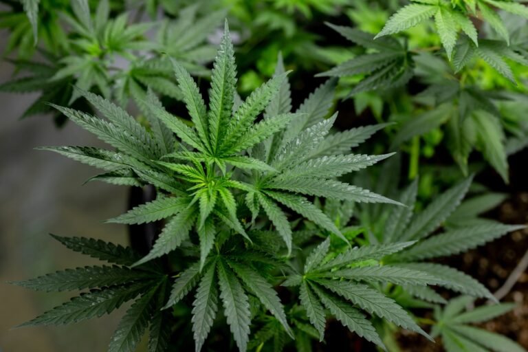 Regra da Anvisa libera uso recreativo da cannabis? Entenda o que muda