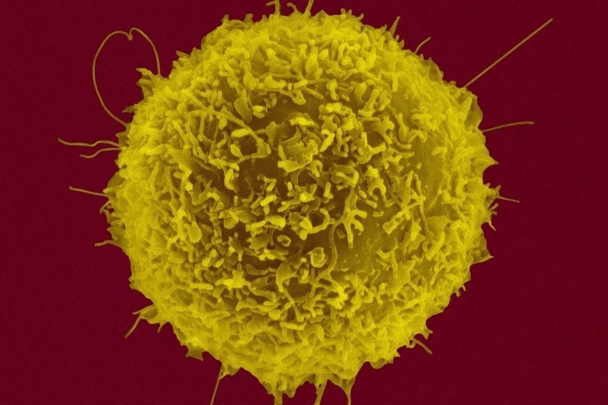 Sistema imunológico é diferente entre populações, sugere estudo