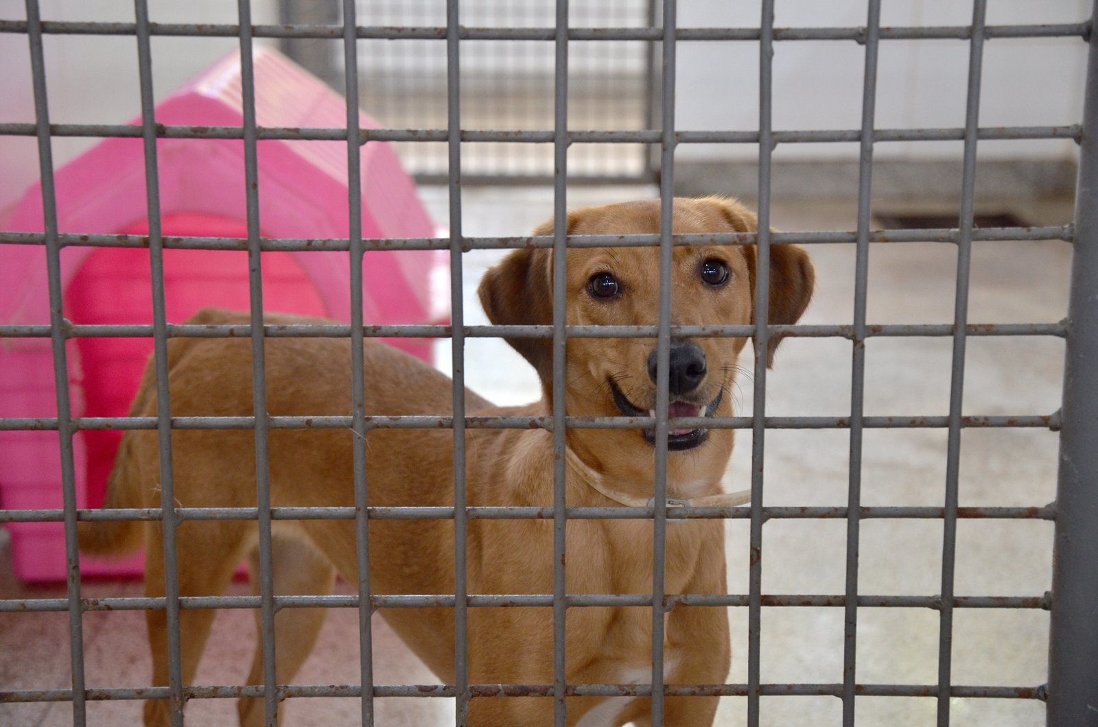 Zoonoses do DF abre adoção de cães resgatados