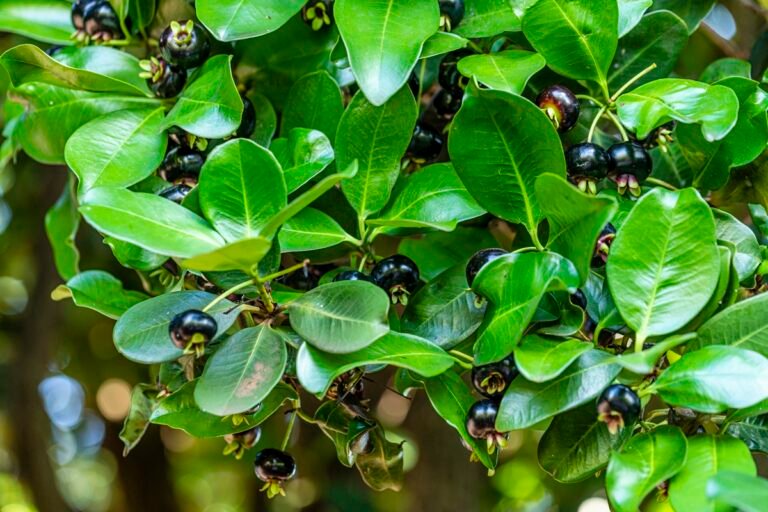 fruta brasileira evita picos de glicose e ajuda o intestino
