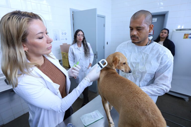 Carnapatinhas terá microchipagem e vacinação gratuita de cães no Setor Comercial Sul