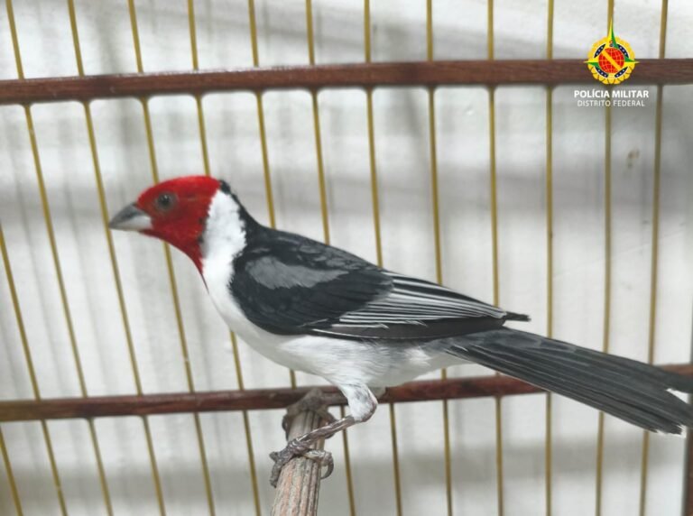Fiscalização encontra cativeiro ilegal de aves no Recanto das Emas