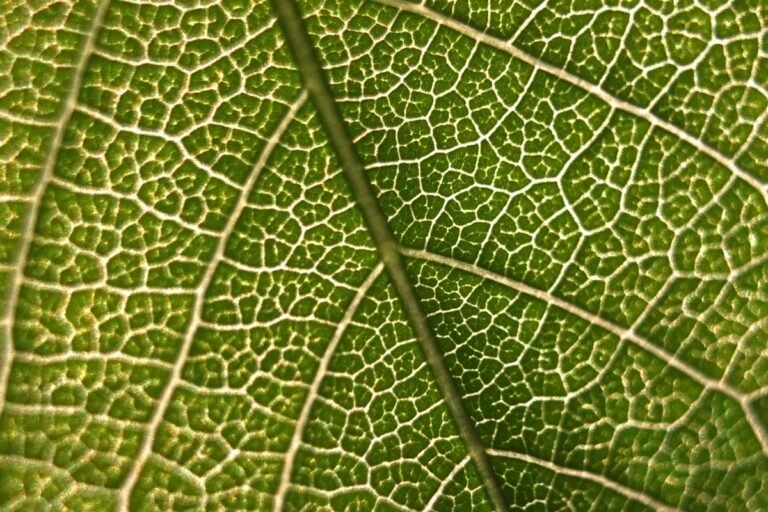 Gene achado em plantas pode contribuir com a produção de medicamentos