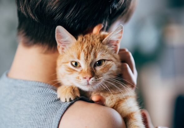 Novo genoma do câncer de gatos pode beneficiar humanos, mostra estudo