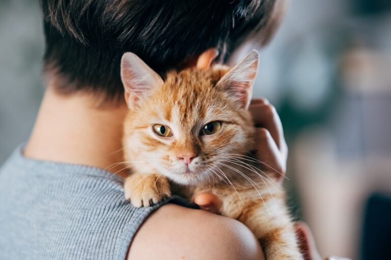 Novo genoma do câncer de gatos pode beneficiar humanos, mostra estudo