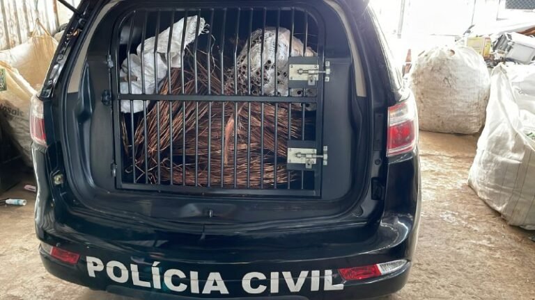 PCDF cria canal exclusivo para denúncias anônimas de furto e roubo de cabos de energia