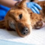 Psiquiatra explica se agressão a animais pode ser sinal de psicopatia