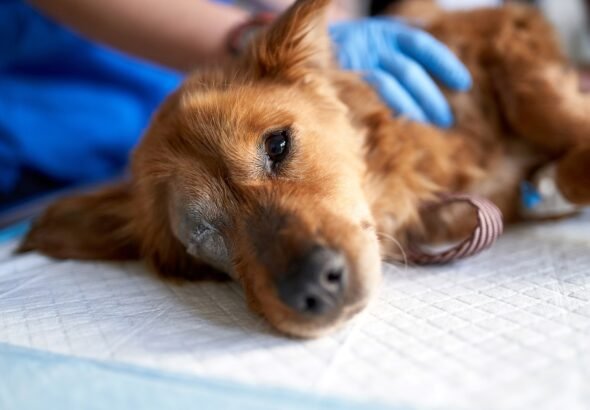 Psiquiatra explica se agressão a animais pode ser sinal de psicopatia