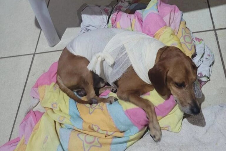 Cachorro comunitário é atacado com líquido quente e autora é indiciada