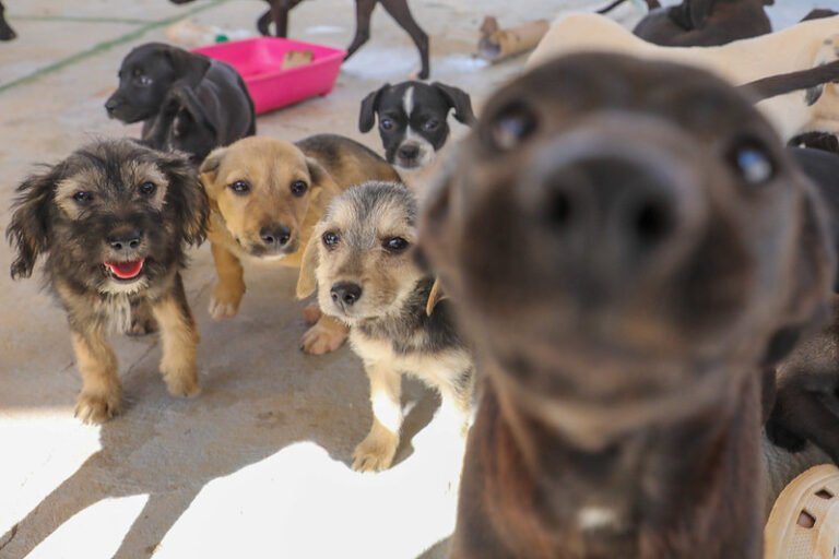 DF amplia castração gratuita com inclusão de hemograma e microchip em pets