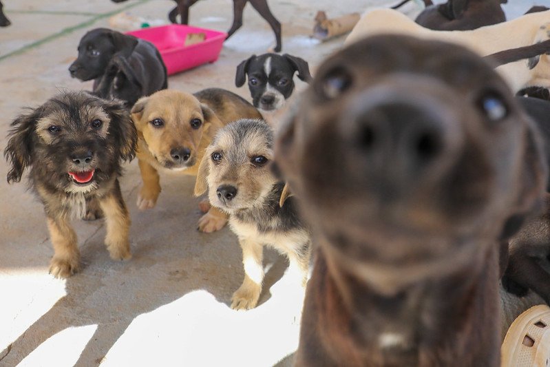 DF moderniza castração gratuita com inclusão de exames e microchipagem de pets