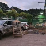 Fiscalização flagra crime ambiental e resgata 38 animais no DF