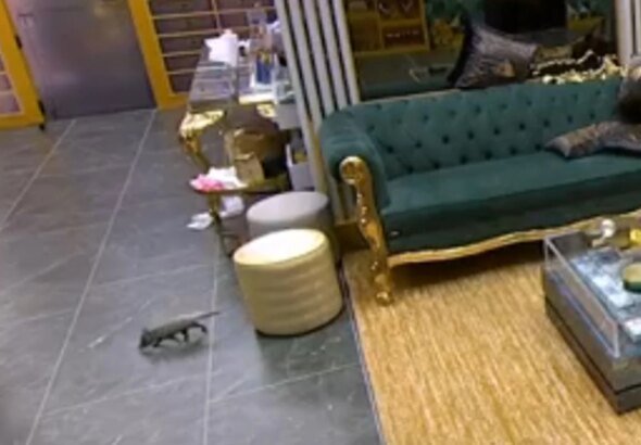 Gambá entra na casa do BBB 26 e produção é acionada. Veja vídeo