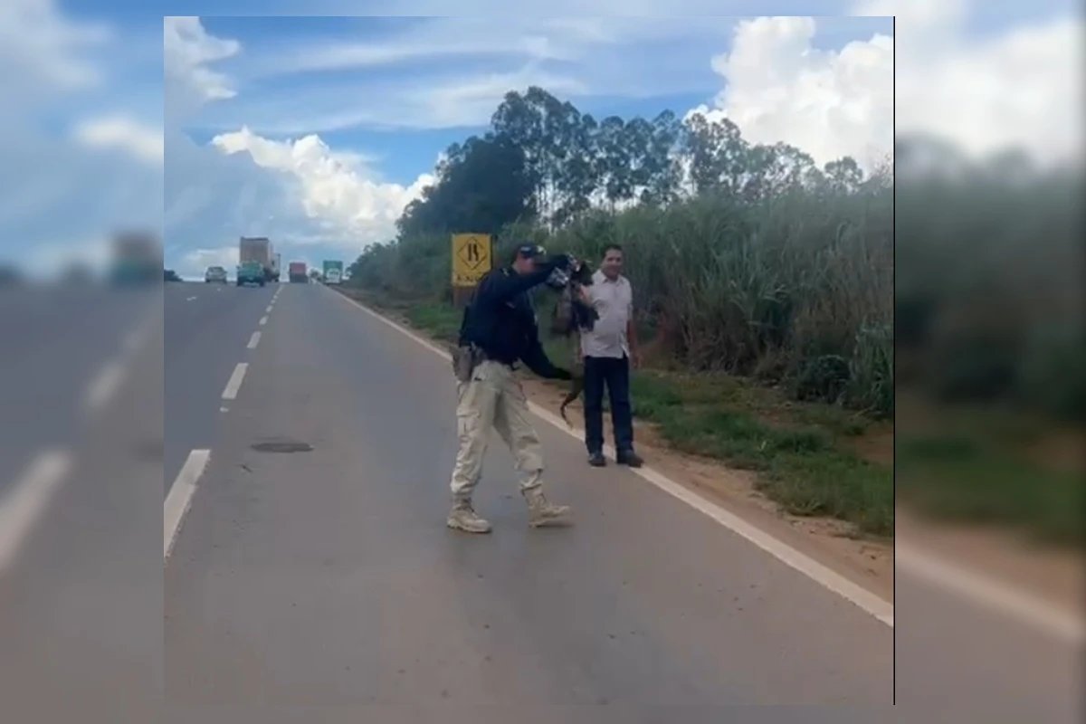 Jiboia por pouco não é atropelada ao atravessar rodovia em Goiás