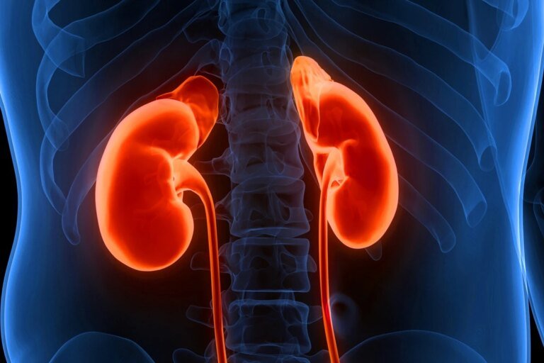 Nefrologista revela 5 hábitos comuns que fazem mal aos rins