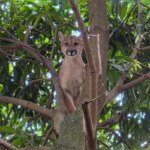 Onça-parda invade chácara, é acuada por cães e sobe em árvore