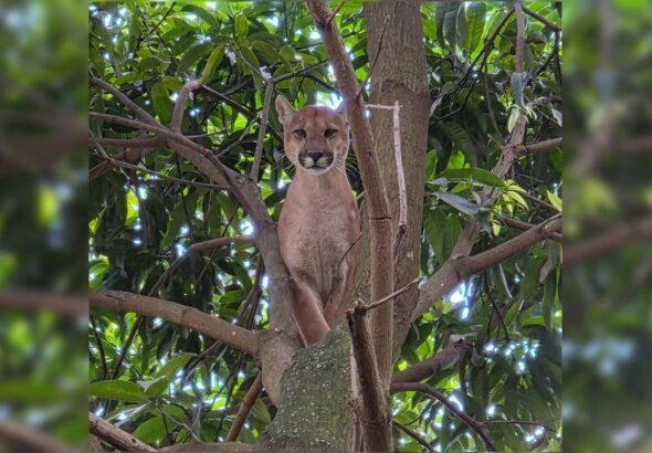 Onça-parda invade chácara, é acuada por cães e sobe em árvore
