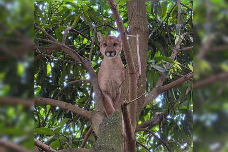 Onça-parda invade chácara, é acuada por cães e sobe em árvore