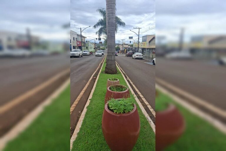 Pé de maconha é plantado em vaso ornamental e exposto no meio da rua